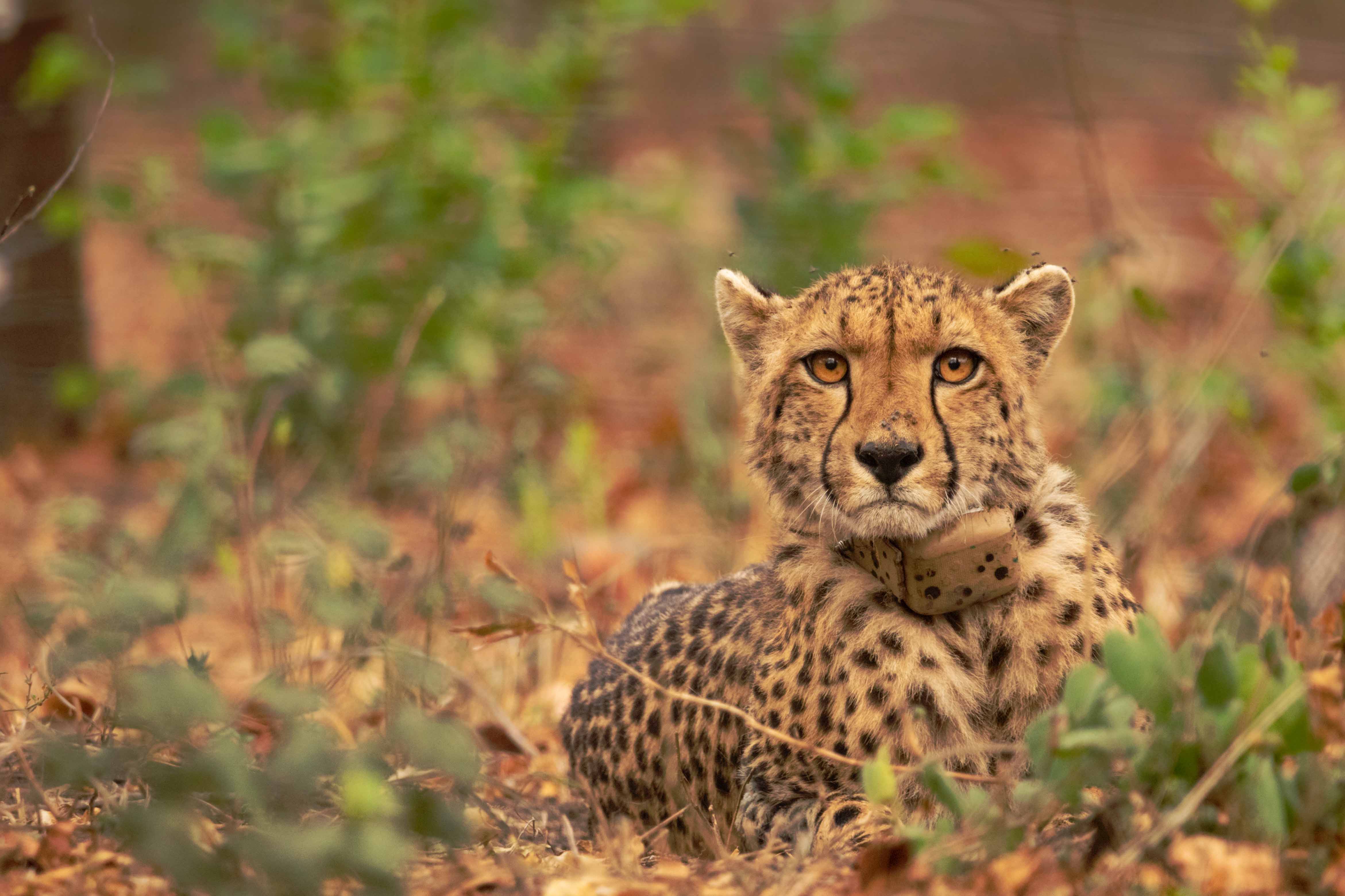 Majete Cheetah 