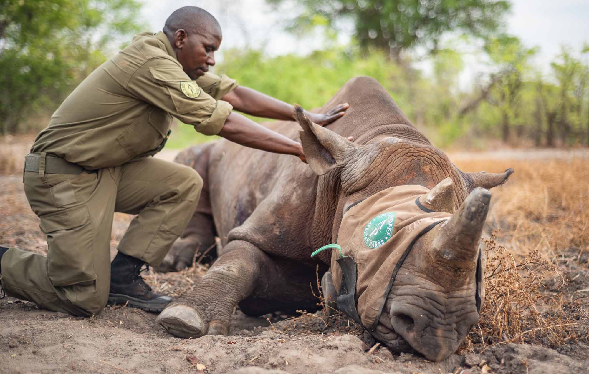 Liwonde Rhino translocation 